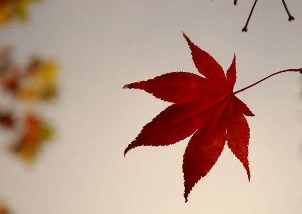 Blatt rot