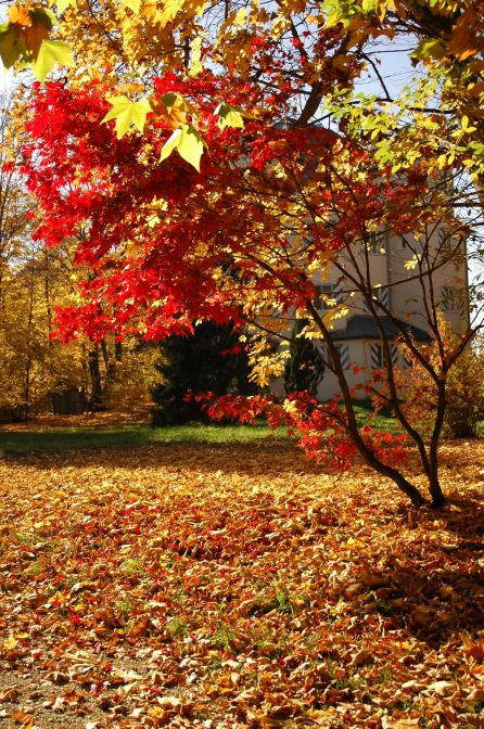 Herbstbild Busch