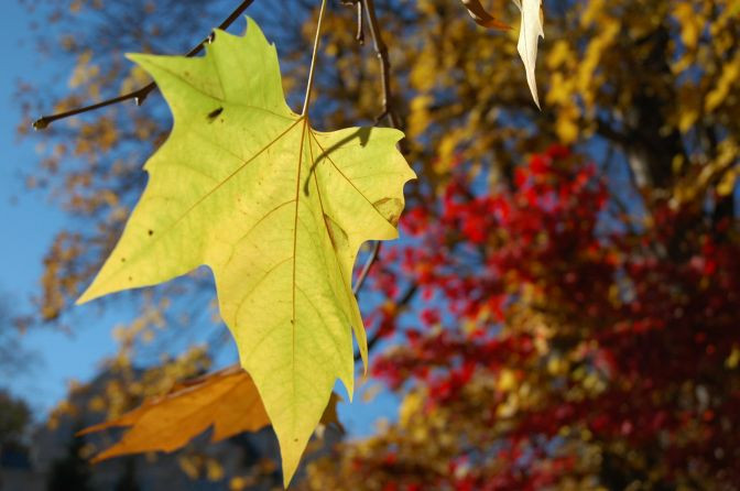 Herbstbild Blatt 1