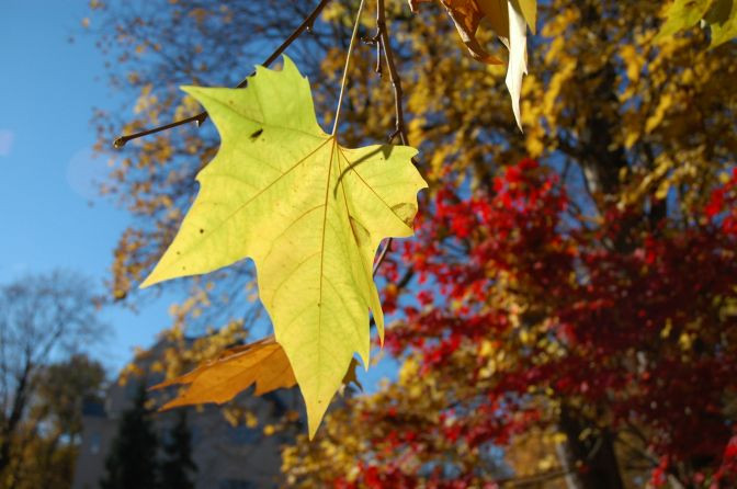 Herbstbild Blatt 2