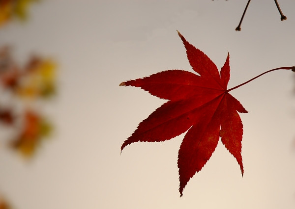 Blatt rot