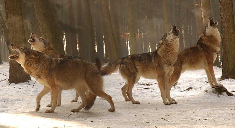Wolfsgeheul