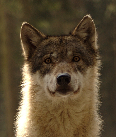 Wolf
