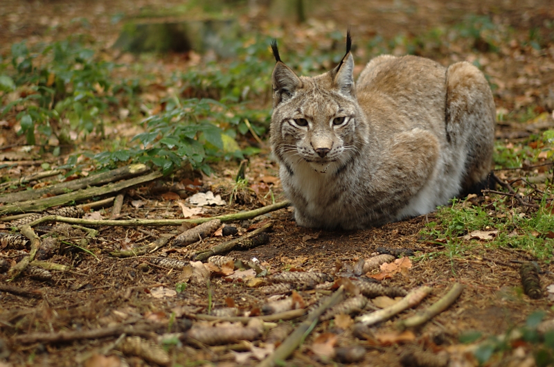 Luchs