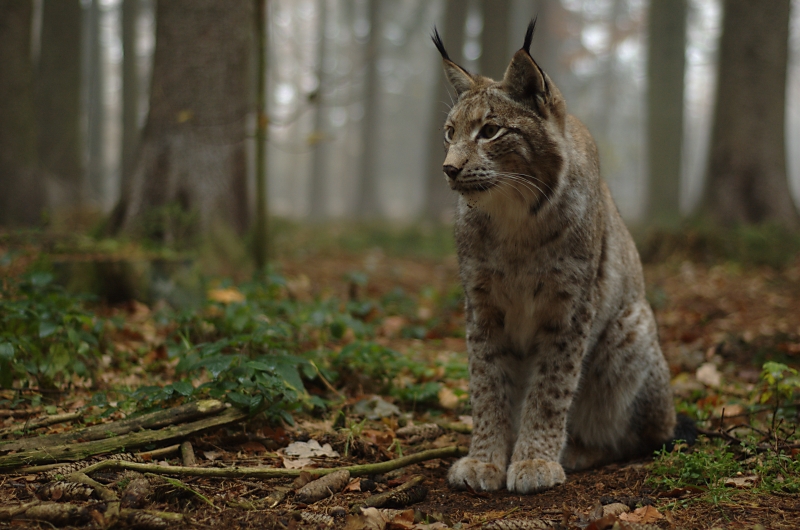 Luchs