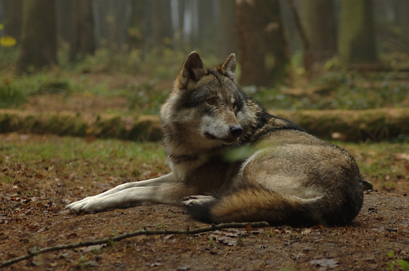 Wolf