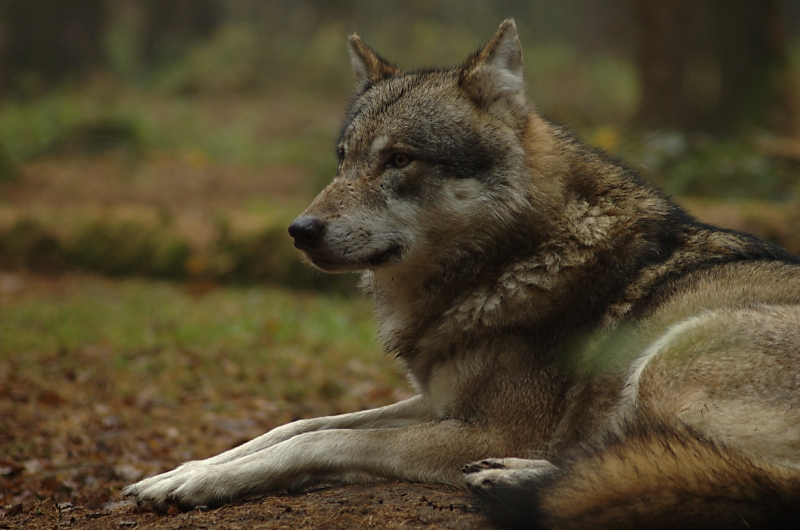 Wolf