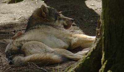 Wolf